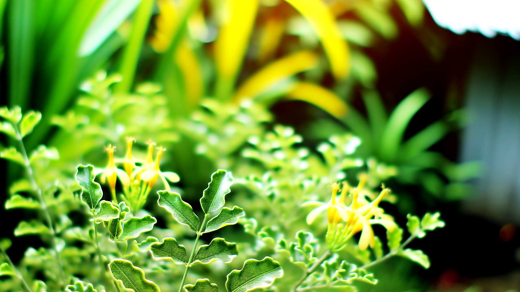 Citronella giardino zanzare"